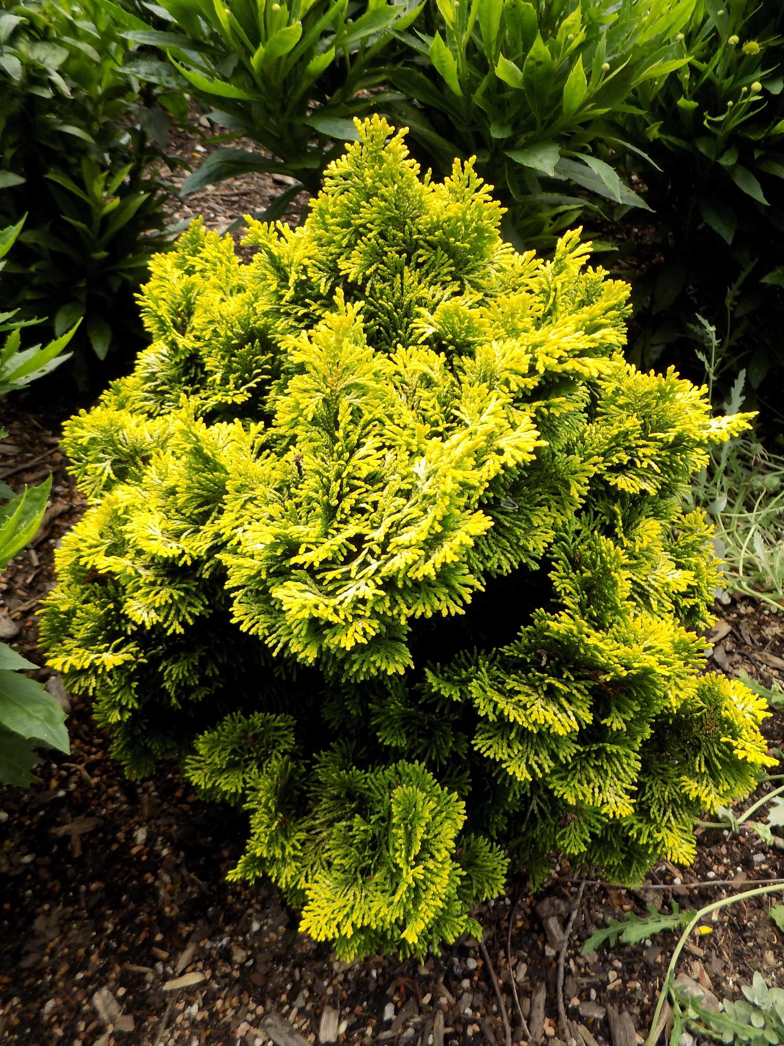 Lowgrowing Shrubs for St. Louis